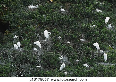 Egret nesting close View Large Photo Image Stock Photo - Egret nesting close. Fotosearch