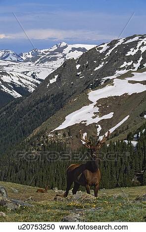 Elk (Cervus canadensis) in alpine tundra View Large Photo Image Stock Image - Elk (Cervus canadensis) in alpine tundra. Fotosearch