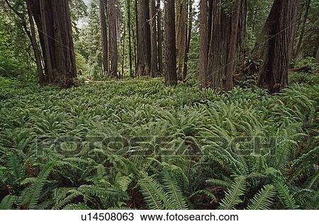 Stock Image - Ferns cover floor of redwood forest, California, USA. Fotosearch