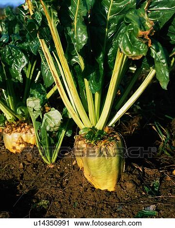 Stock Image - Fodder beet. Fotosearch