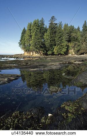Forest on shore, Pacific Rim National Park, Vancouver Island, British Columbia, Canada View Large Photo Image Stock Image - Forest on shore, Pacific Rim National Park, Vancouver Island, British Columbia, Canada. Fotosearch