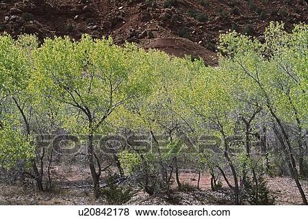 Fremont cottonwoods (Populus fremontii), Jemez River watershed, New Mexico, USA View Large Photo Image Stock Photo - Fremont cottonwoods (Populus fremontii), Jemez River watershed, New Mexico, USA. Fotosearch