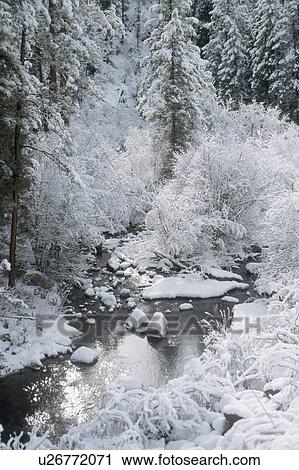 Stock Image - Fresh snow, Jemez National Recreation Area, New Mexico, USA. Fotosearch
