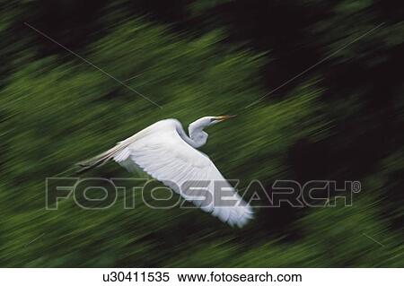 Stock Photography - Great egret (Casmerodius albus) flying. Fotosearch