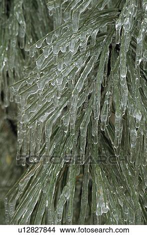 Picture - Hard rime ice on ponderosa pine branch and needles. Fotosearch