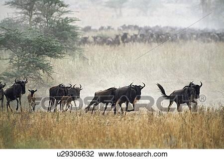 Stock Image - Herd of blue wildebeest running, Tanzania, Africa. Fotosearch