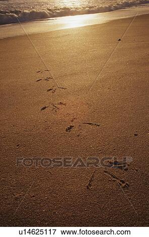 Stock Photo - Heron tracks leading up from the surf on the beach. Fotosearch