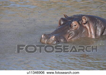 Hippopotamus in water, Masai Mara, Kenya, Africa View Large Photo Image Stock Photograph - Hippopotamus in water, Masai Mara, Kenya, Africa. Fotosearch
