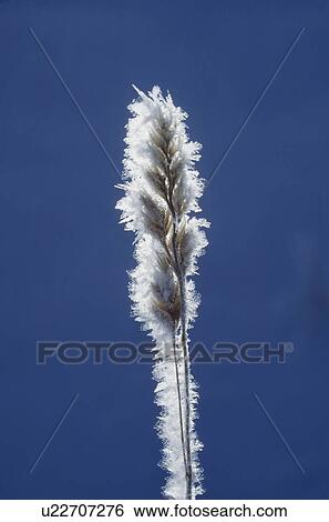 Hoarfrost on grass seed top View Large Photo Image Stock Photograph - Hoarfrost on grass seed top. Fotosearch