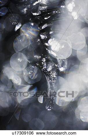 Stock Photograph - Icicle on tree branch. Fotosearch