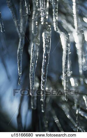 Stock Image - Icicles on tree branch. Fotosearch