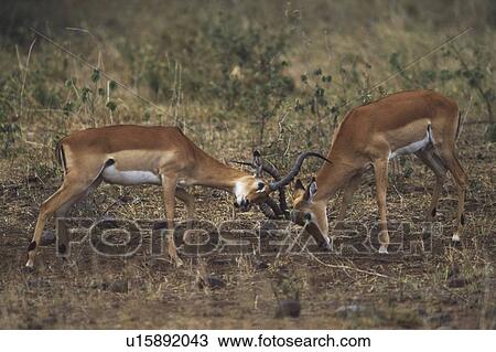 Impala (Aepyceros melampus) bucks sparring View Large Photo Image Stock Image - Impala (Aepyceros melampus) bucks sparring. Fotosearch