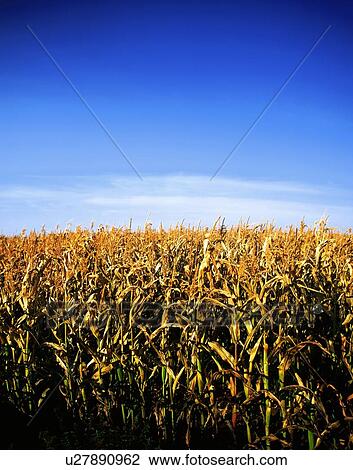 Ireland; Corn View Large Photo Image Stock Image - Ireland; Corn. Fotosearch