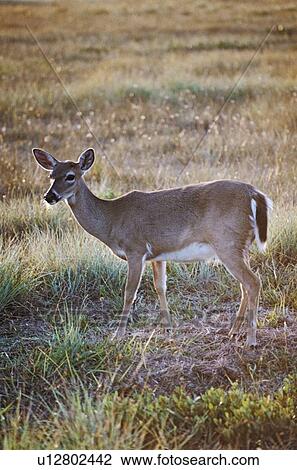 Key deer in meadow View Large Photo Image Stock Image - Key deer in meadow. Fotosearch