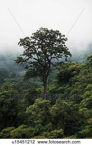Large tree in fog, Ngorongoro Conservation Area, Tanzania, East Africa View Large Photo Image Stock Image - Large tree in fog, Ngorongoro Conservation Area, Tanzania, East Africa. Fotosearch