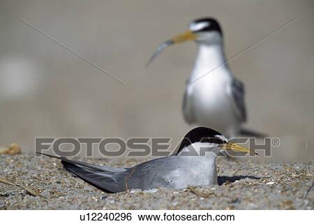 Least tern brings minnow to mate incubating eggs in nest on beach, Florida, USA View Large Photo Image Stock Photograph - Least tern brings minnow to mate incubating eggs in nest on beach, Florida, USA. Fotosearch
