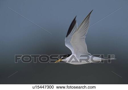 Stock Image - Least tern in flight. Fotosearch