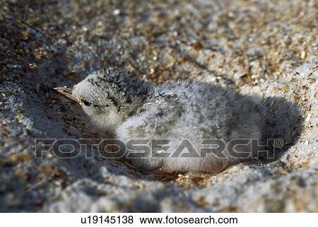 Least tern in sandy nest on beach, Florida, USA View Large Photo Image Stock Photo - Least tern in sandy nest on beach, Florida, USA. Fotosearch