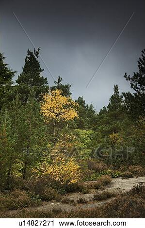 Leaves of trees changing color View Large Photo Image Stock Image - Leaves of trees changing color. Fotosearch