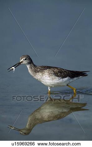 Lesser Yellowlegs bird walking in tide pool carrying minnow in its bill, Florida, USA View Large Photo Image Stock Photograph - Lesser Yellowlegs bird walking in tide pool carrying minnow in its bill, Florida, USA. Fotosearch