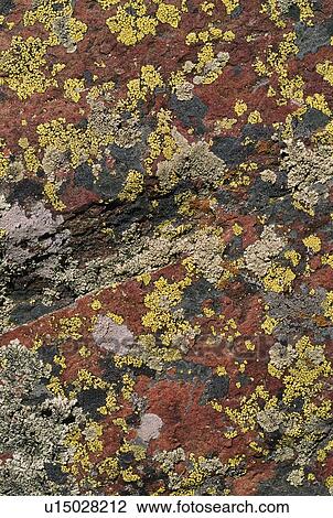 Lichen pattern on boulder View Large Photo Image Stock Image - Lichen pattern on boulder. Fotosearch