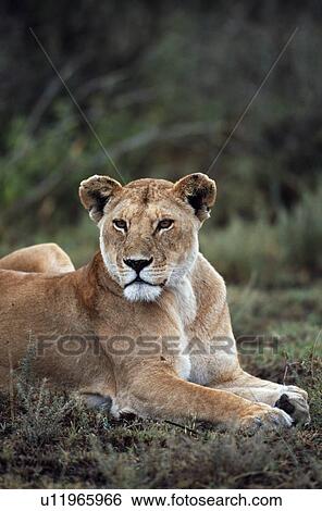 Lioness reclining, Africa View Large Photo Image Stock Photograph - Lioness reclining, Africa. Fotosearch