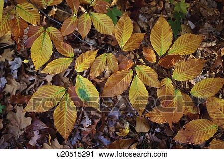 Stock Image - Low branch on a beech tree (Fagus grandifolia). Fotosearch