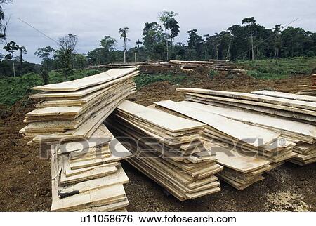 Stock Photograph - Lumber cut from rainforest, Cordillera Central, Costa Rica, Central America. Fotosearch