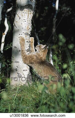 Stock Photograph - Lynx (Felis lynx) scratching claws on aspen tree. Fotosearch
