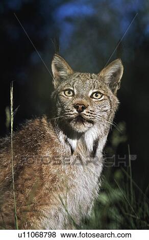 Stock Photo - Lynx (Felis lynx). Fotosearch