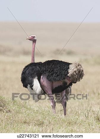 Stock Image - Male ostrich, Masai Mara, Kenya, Africa. Fotosearch