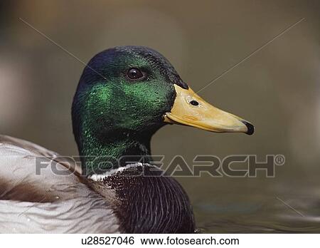 Stock Photograph - Mallard drake head portrait. Fotosearch