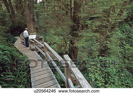 Stock Photograph - Man reads display along boardwalk through temperate rainforest. Fotosearch