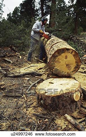 Stock Photograph - Man using chain saw to cut ponderosa pine log for firewood. Fotosearch