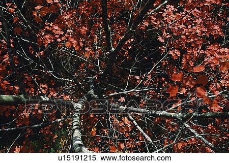 Maple tree with autumn color, North Carolina, USA View Large Photo Image Stock Photography - Maple tree with autumn color, North Carolina, USA. Fotosearch
