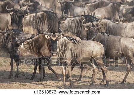 Stock Image - Migrating herd of wildebeest, Masai Mara, Kenya, Africa. Fotosearch