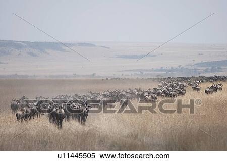 Migrating herd of wildebeest, Masai Mara, Kenya, Africa View Large Photo Image Stock Photography - Migrating herd of wildebeest, Masai Mara, Kenya, Africa. Fotosearch