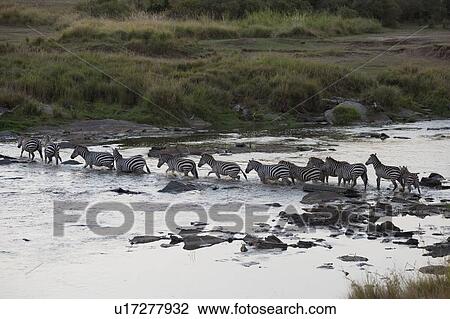 Stock Image - Migrating herd of zebra, Masai Mara, Kenya, Africa. Fotosearch