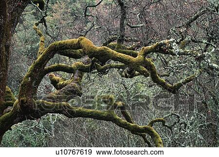 Stock Photo - Moss covered limbs of an oak tree in a chaparral-oak woodland. Fotosearch