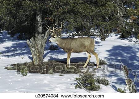 Mule deer (Odocoileus hemionus), Grand Canyon National Park, Alaska View Large Photo Image Picture - Mule deer (Odocoileus hemionus), Grand Canyon National Park, Alaska. Fotosearch