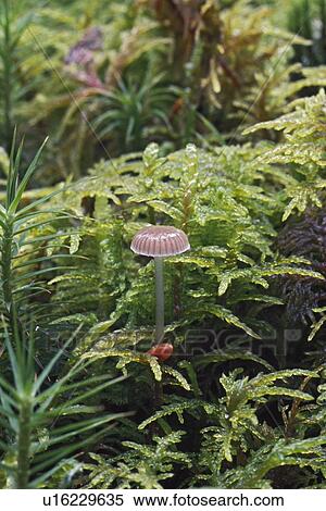 Mushroom and moss View Large Photo Image Stock Photography - Mushroom and moss. Fotosearch