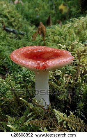Stock Image - Mushroom catches rain water, Katami National Park, Alaska. Fotosearch