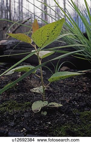Picture - New growth aspen following fire. Fotosearch