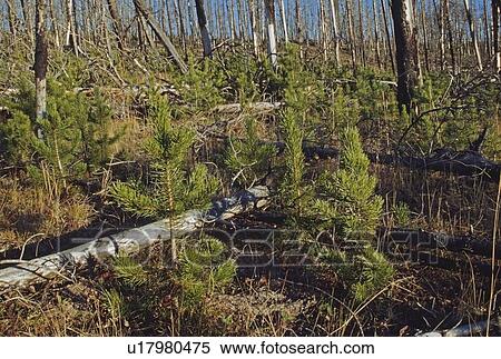 New growth lodgepole pines in burnt area, Yellowstone National Park, Wyoming, USA View Large Photo Image Stock Photography - New growth lodgepole pines in burnt area, Yellowstone National Park, Wyoming, USA. Fotosearch