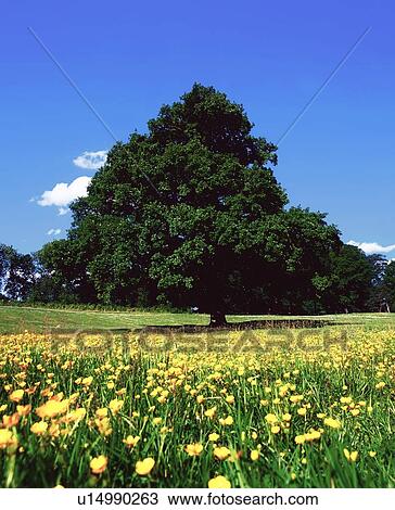 Oak tree View Large Photo Image Stock Image - Oak tree. Fotosearch