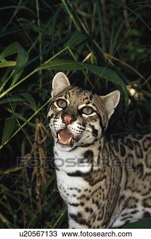 Stock Image - Ocelot (Leopardus pardalis), Belize. Fotosearch