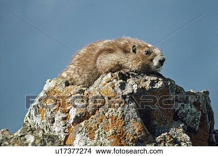 Picture - Olympic marmot (Marmota olympus). Fotosearch