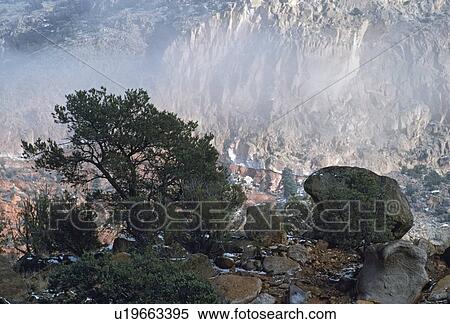 Stock Photography - Pinon pine and boulder, San Diego, USA. Fotosearch
