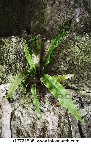 Plant growing out of a rock View Large Photo Image Stock Photo - Plant growing out of a rock. Fotosearch