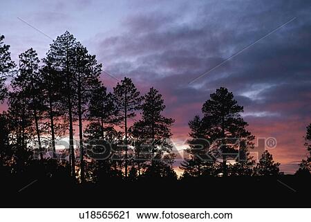 Stock Image - Ponderosa pine silhouettes on ridge with sunset light in clouds. Fotosearch